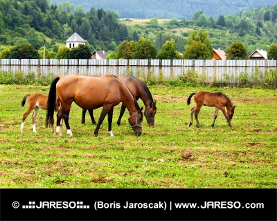 Kone sa pasú na poli s domami v pozadí