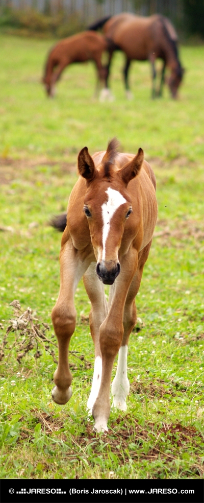 Mladý koník beží po zelenej lúke